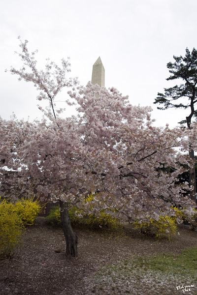 20080403_112042 D3 P.jpg - Cherry Blossom blooming with Washington Monment in background